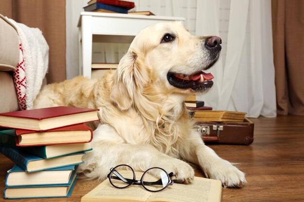 Foto retrato de lindo labrador con pila de libros en la habitación