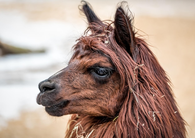 Retrato de lindo lama marrón