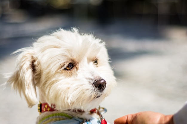 Foto retrato de un lindo maltés de pelo largo blanco