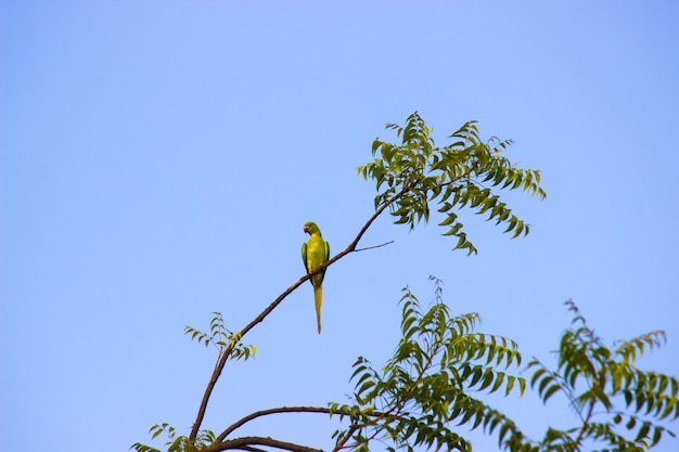 Foto retrato de un lindo periquito anillado rosa o también conocido como el loro verde sentado en la parte superior de la tre