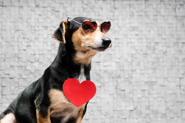 Foto retrato de lindo perrito con gafas de sol