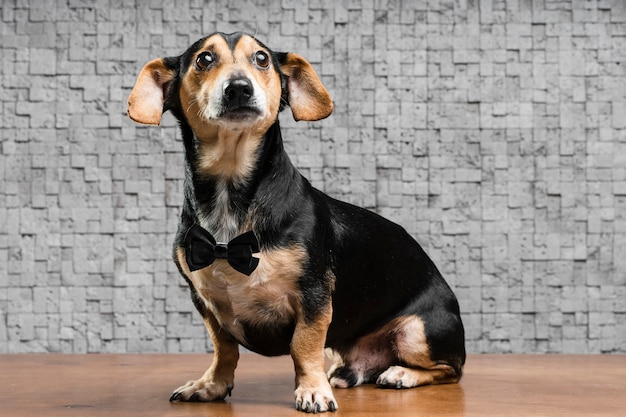 Retrato de lindo perrito con pajarita