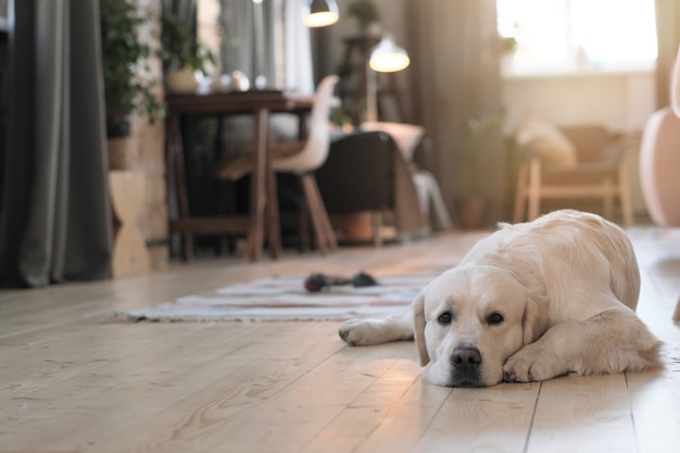 Foto retrato de lindo perro acostado en el piso de la habitación y descansando