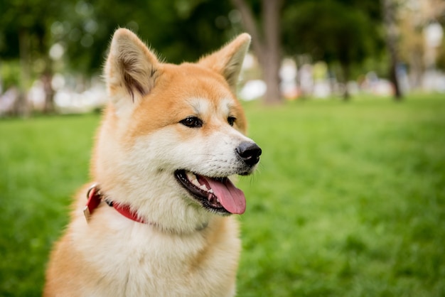 Retrato de lindo perro akita inu en el parque