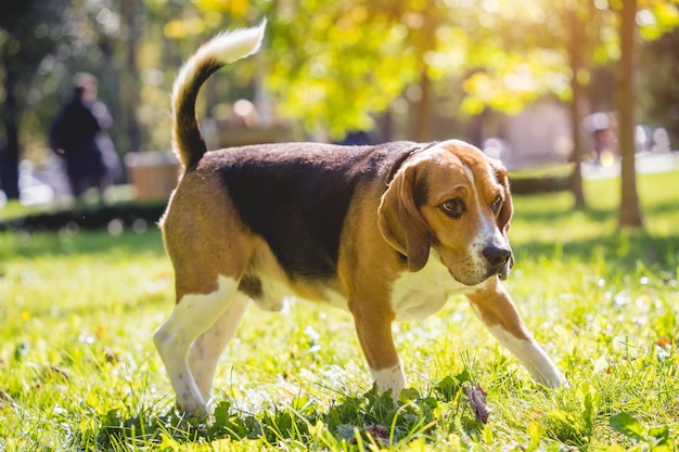 Retrato de lindo perro beagle en el parque