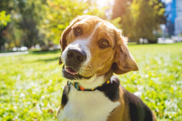 Retrato de lindo perro beagle en el parque