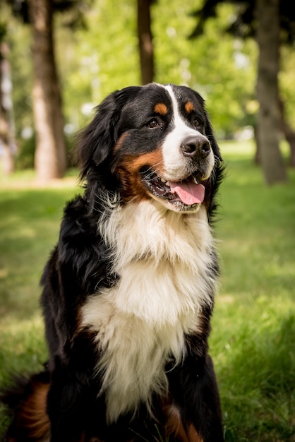 Retrato de lindo perro Berner Sennenhund en el parque