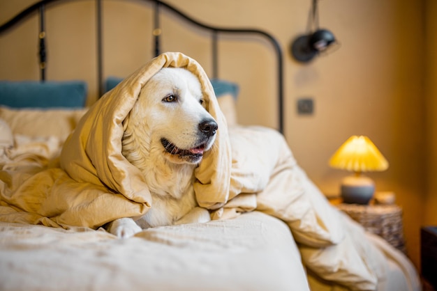 Retrato de un lindo perro blanco acostado en la cama cubierto con una manta