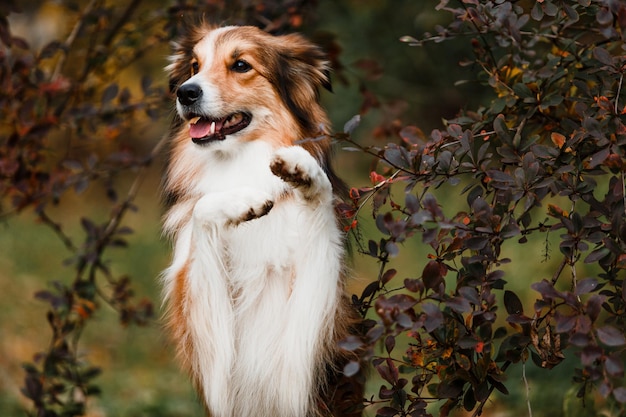 Retrato de un lindo perro border collie jugando en hojas