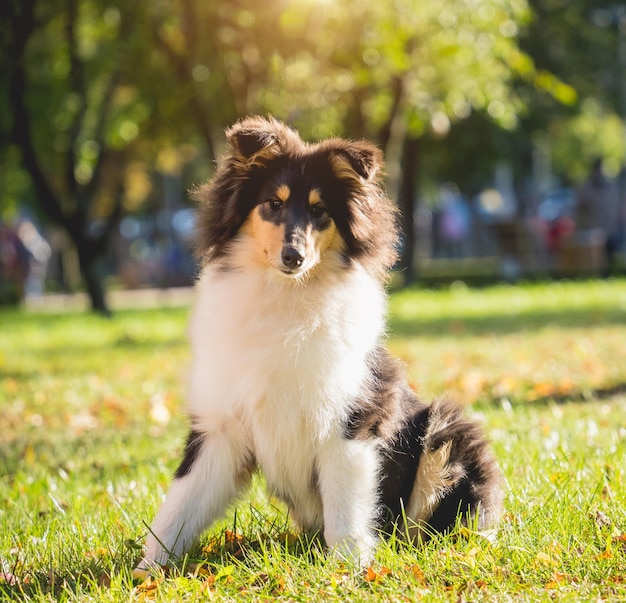 Retrato de lindo perro collie áspero en el parque