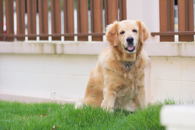 Retrato de lindo perro golden retriver en el césped