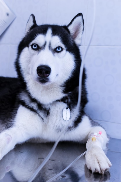 Retrato Lindo perro husky yace con cuentagotas en su pata en la clínica veterinaria Closeup