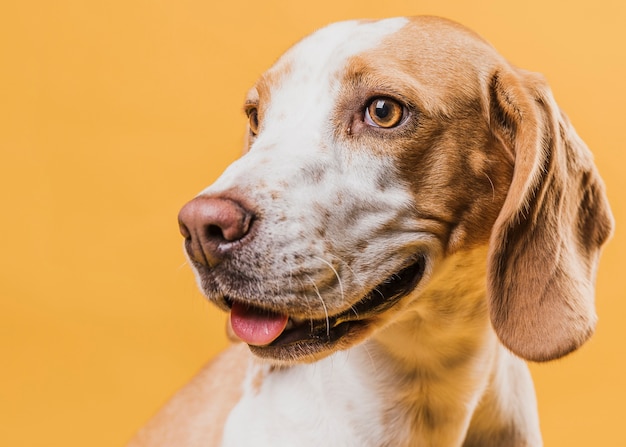 Retrato de lindo perro con lengua afuera