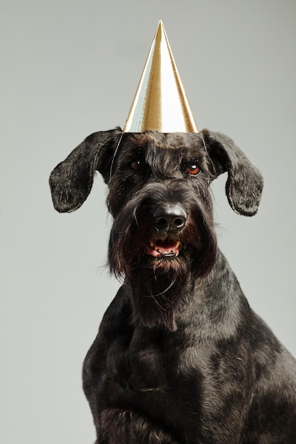 Retrato de lindo perro negro en gorro de fiesta mirando a la cámara contra el fondo blanco.