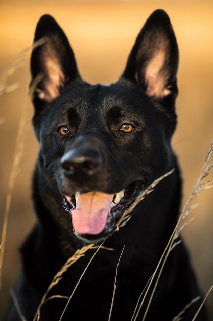 Retrato de un lindo perro negro de raza mixta caminando en una pradera soleada