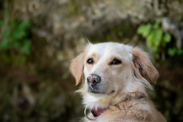 Retrato de un lindo perro pequeño de raza mixta