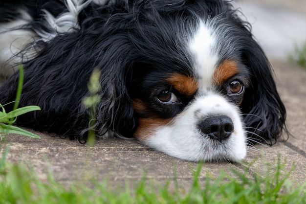 Retrato de un lindo perro pequeño