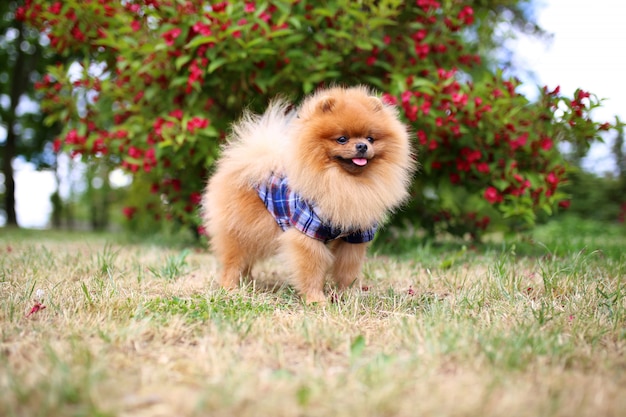 Retrato de un lindo perro pomerania afuera