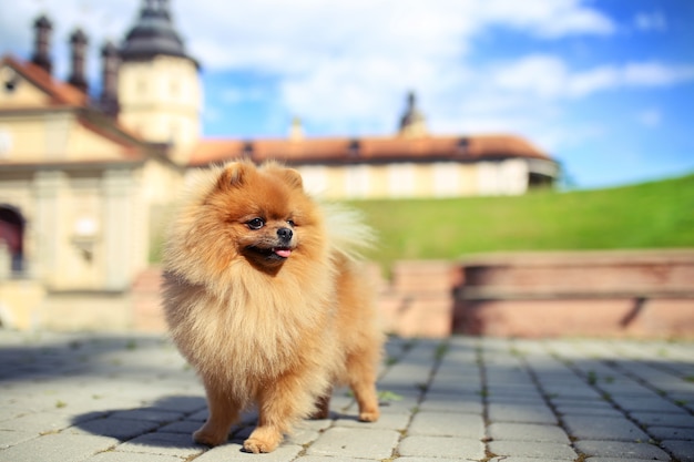 Retrato de un lindo perro pomerania afuera