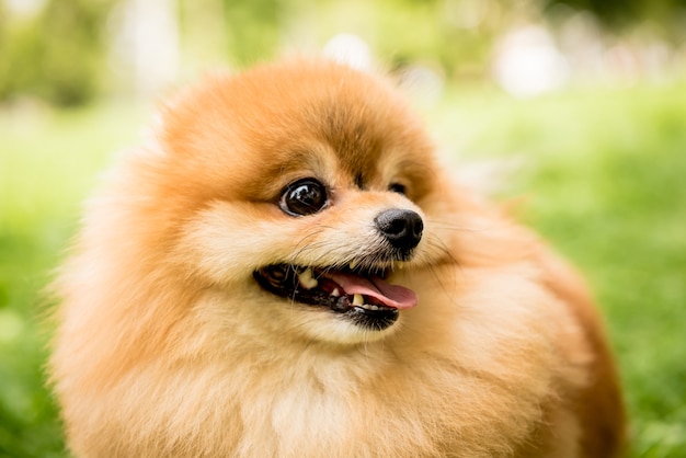 Retrato de lindo perro pomerania en el parque.