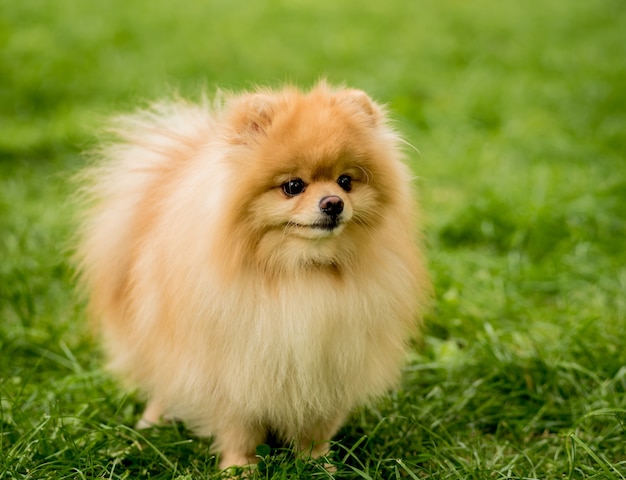 Retrato de lindo perro pomerania en el parque