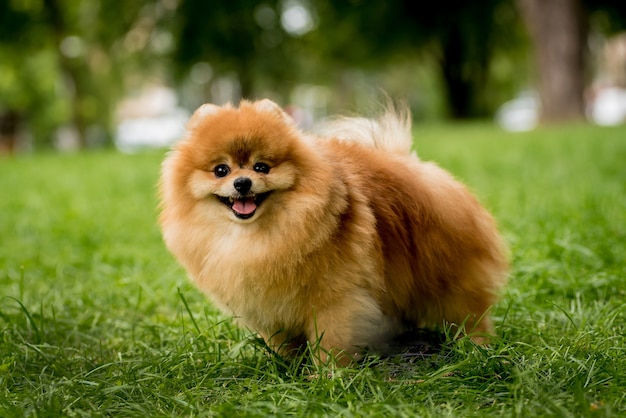 Retrato de lindo perro pomerania en el parque