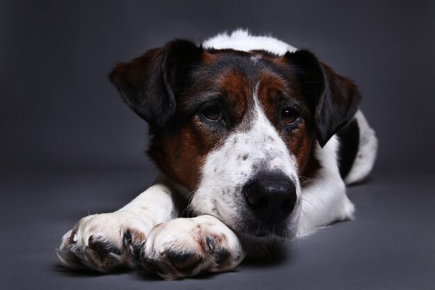 Retrato de un lindo perro de raza mixta rojo y blanco sobre un fondo gris