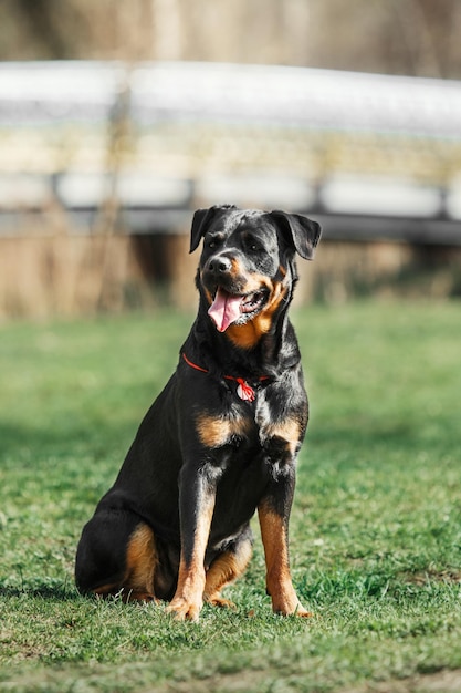 Retrato de lindo perro rottweiler