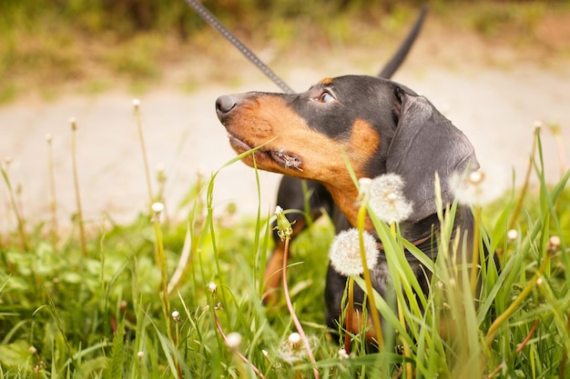 Retrato de un lindo perro salchicha en un campo de dientes de león