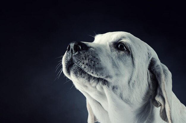 Retrato de lindo perro sobre un fondo oscuro