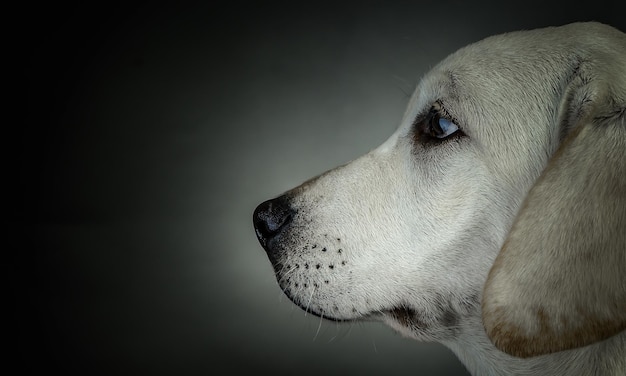 Retrato de lindo perro sobre un fondo oscuro