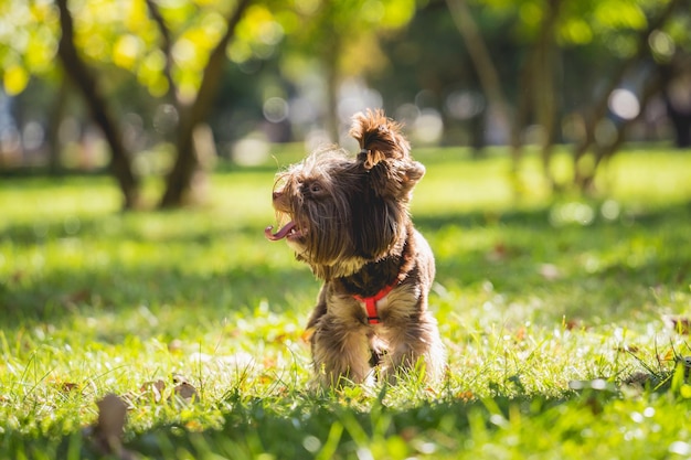 Retrato de lindo perro yorkshire terrier en el parque