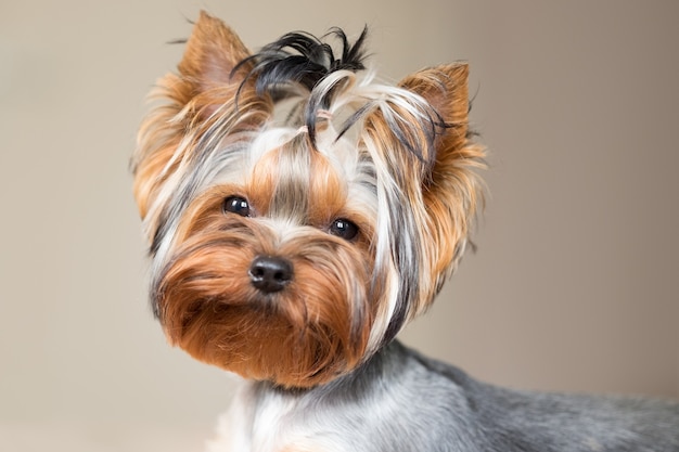 Retrato de un lindo perro. Yorkshire terrier