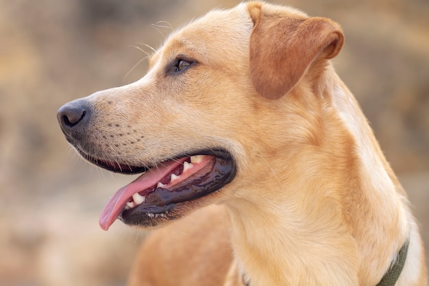 Retrato de un lindo perro