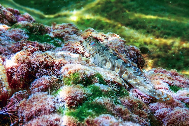 Retrato de lindo pez Blenny, cerrar (Parablennius zvonimiri)