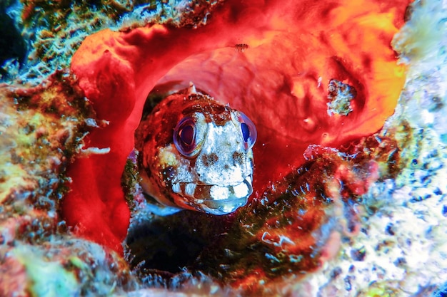 Retrato de lindo pez Blenny, cerrar