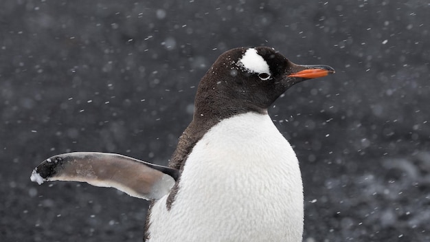 Retrato de un lindo pingüino Gentoo durante la nevada en la Antártida con un fondo borroso