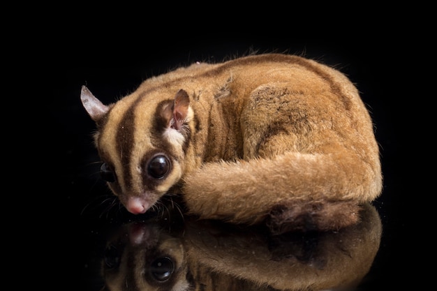 Retrato de un lindo planeador del azúcar