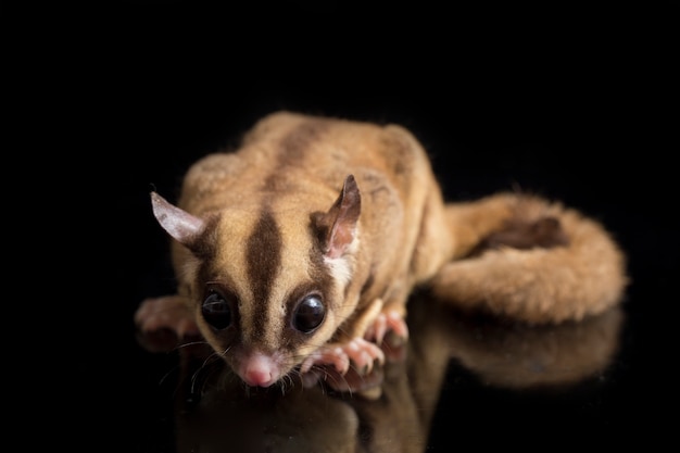 Foto retrato de un lindo planeador del azúcar