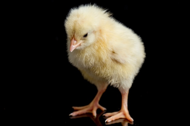 Retrato de un lindo pollito