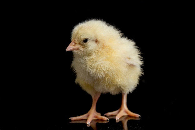 Retrato de un lindo pollito