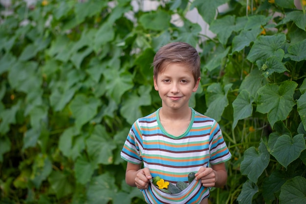 Retrato Little Farmers con pepinos caseros frescos. Vegetales orgánicos.