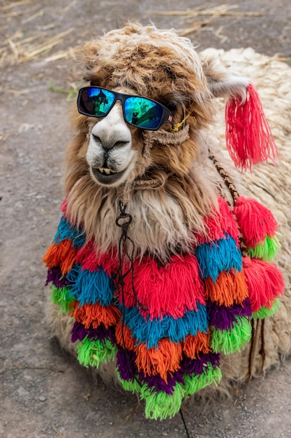 Retrato de una llama con gafas azules y joyas de punto peruanas hechas de hilo