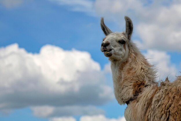 un retrato de una llama