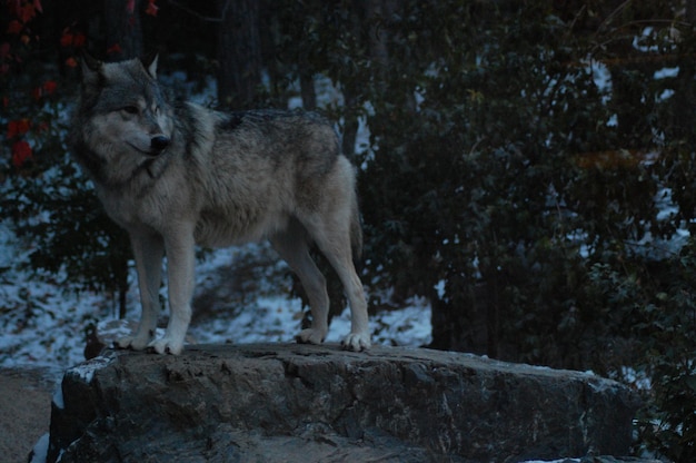 Retrato de un lobo al aire libre