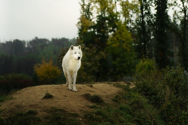 Retrato del lobo ártico en otoño