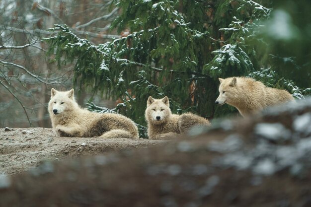 Retrato de un lobo ártico en el zoológico