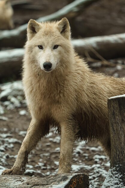 Foto retrato de un lobo ártico en el zoológico