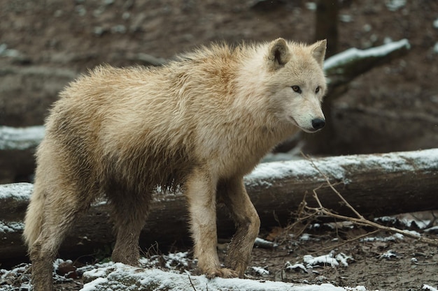 Foto retrato de un lobo ártico en el zoológico