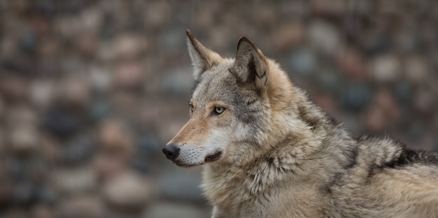 Retrato de un lobo de cerca